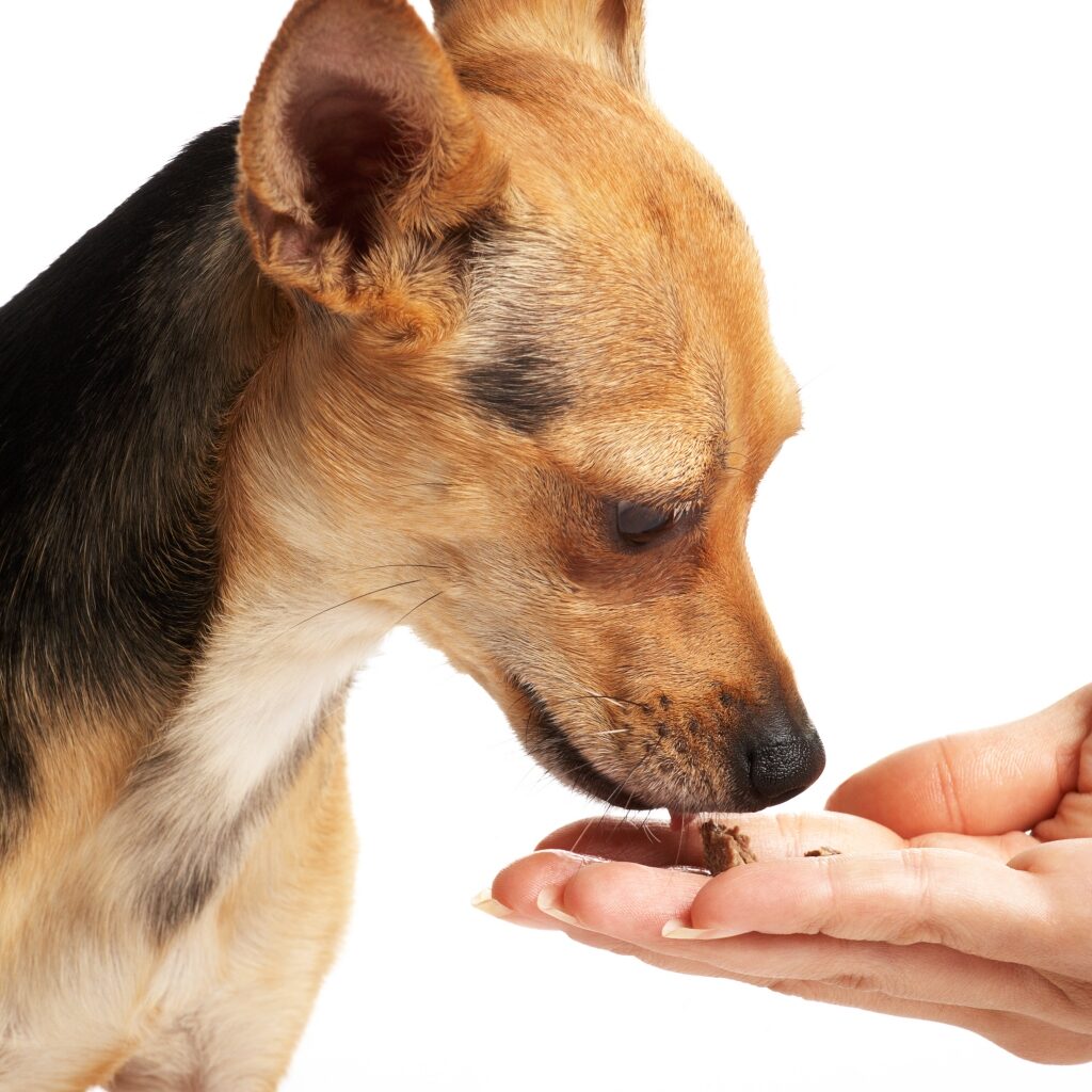 Trimcanis, beroepsvereniging voor hondenverzorging vzw
